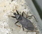 Beton: Schutz vor SchÃ¤dlingen aller Art!